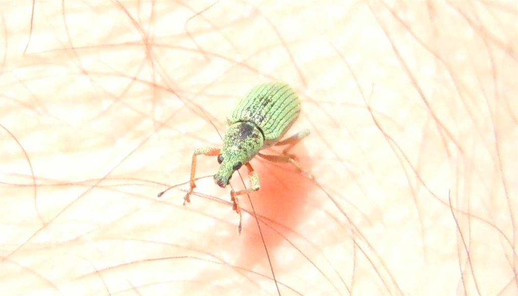 Polydrusus formosus